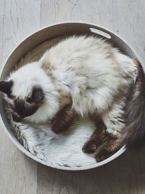 Cesto Cat Basket