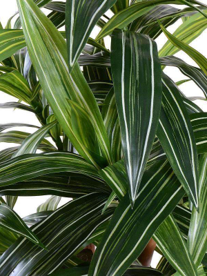 3' Variegated Dracaena Plant