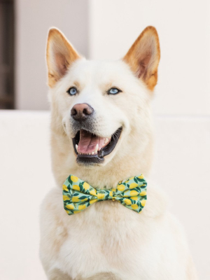 Lemon Zest Bow Tie Collar