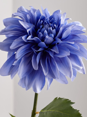 Blue Dahlia Flower Stem