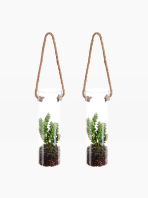 Faux Succulents In Hanging Vase (set Of 2) - Green