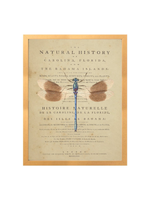 Natural History Dragonfly Print