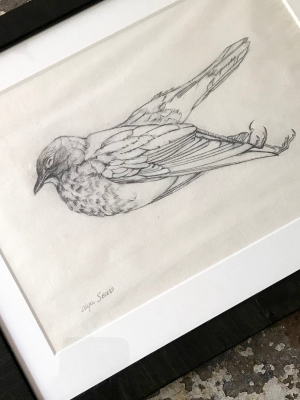 Olga Sears Bird Drawing #2