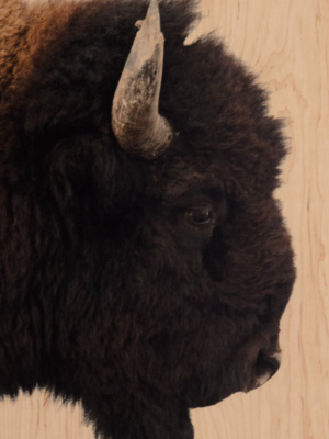 American Bison Wall Art In Various Styles