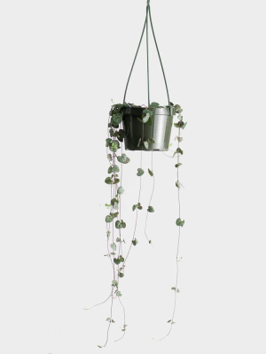 String Of Hearts (ceropegia Woodii) Hb | 6"