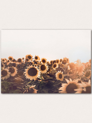 Sunflower Field