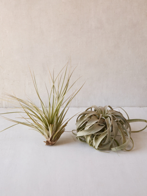 Giant Live Air Plant