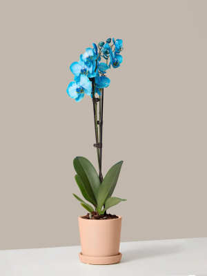 Watercolor Blue Orchid