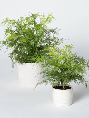 Artificial Fern Plant In Pot White - Threshold™ Designed With Studio Mcgee