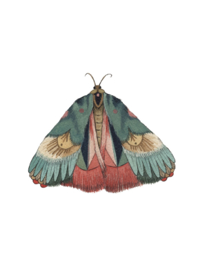 Collector: Moth 7 Print - 5x7