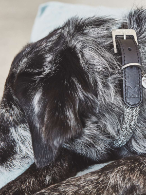 Lucca Dog Collar