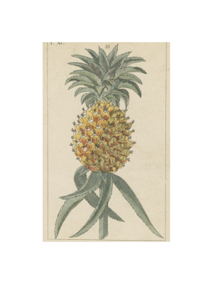 Pineapple