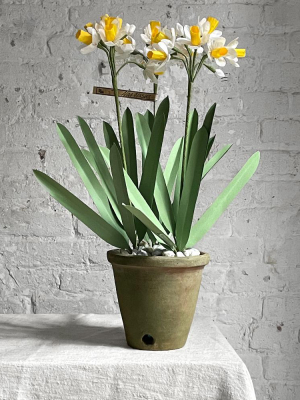 The Green Vase Potted Yellow Narcissus