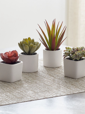 Mini Potted Succulents, Set Of 4