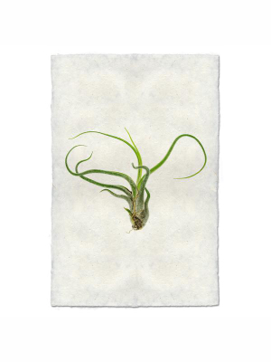 Air Plant #5