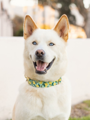 Lemon Zest Dog Collar