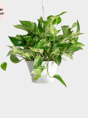 Marble Queen Pothos Plant