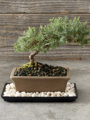 Green Mound Juniper Bonsai