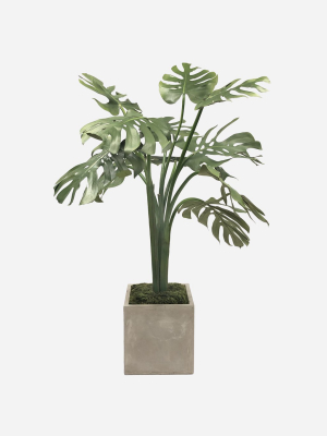 Monstera Tree