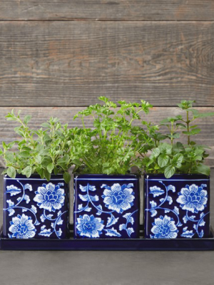 Blue & White Ceramic Herb Tray With Pots, Set Of 3