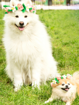 Bark Festival Flower Crown Dog Toy