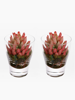 Faux Succulents In Vase (set Of 2) - Red