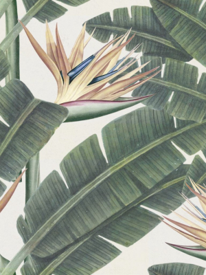 Tropical Bloom Wallpaper In Beige And Green From The Tropical Vibes Collection By Mind The Gap