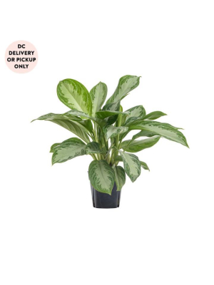 Aglaonema Silver Bay Plant