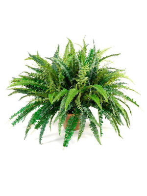Forest Fern 1437