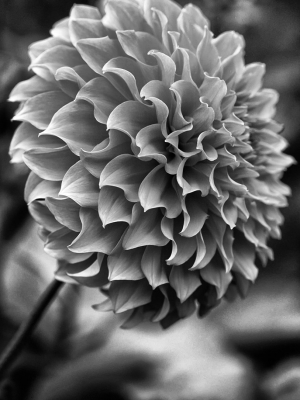 Dahlia Black And White Ii