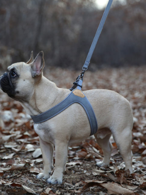 Buckle Up Easy Dog Harness In Gray