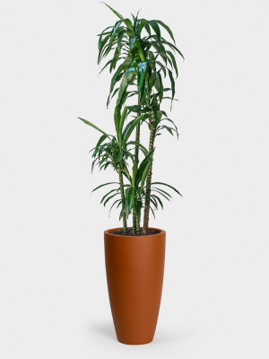 dracaena lisa cane plant Dracaena Elegance Lisa – Plant Material main image 0