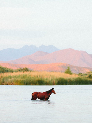 Photographic Print | A Horse With No Name Ii