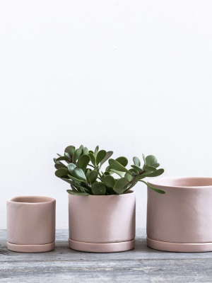 Freckled Pink Tabletop Planter