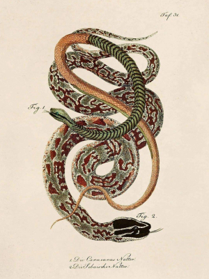 8x10 Print French Snake Zoology