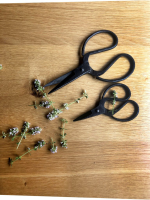 Household Iron Scissor