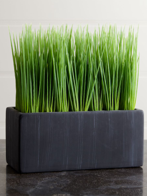 Large Potted Grass