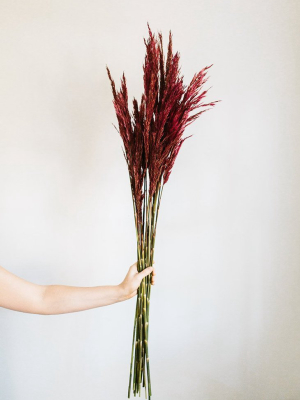 Preserved Burgundy Plume Reed Grass - 36-40"