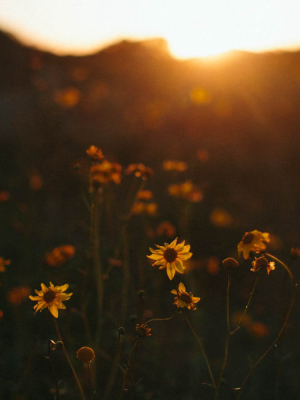 Photographic Print | Wildflowers At Sunset