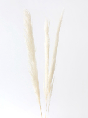 Bundle Of 3 Natural Skinny Pampas Grass - 38-42"