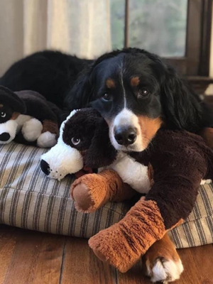 Ticking Stripe Dog Bed