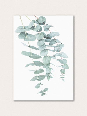 Eucalyptus Ii