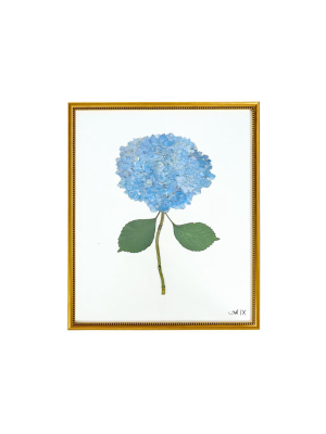 French Blue Hydrangea