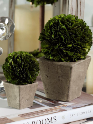 Round Boxwood Topiary In Square Pot