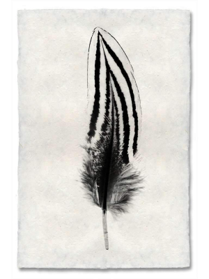 Feather Study #2 Print