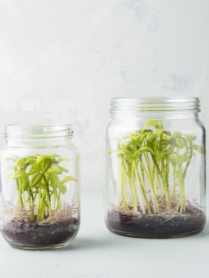 Sprout Jar