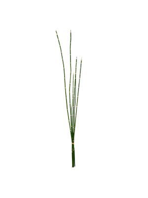 Vickerman 31'' Green Horsetail Bundle.