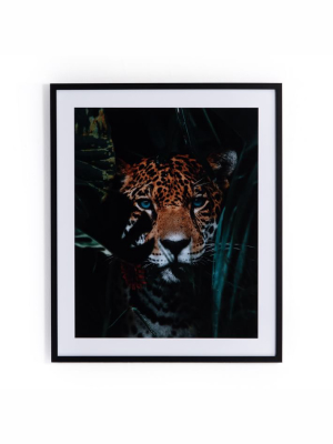 Framed Print - Eyes So Blue