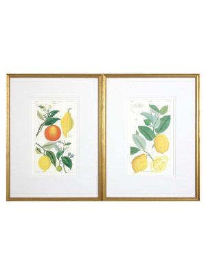 Lemon Dyptych