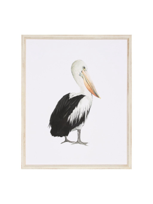 Pelican